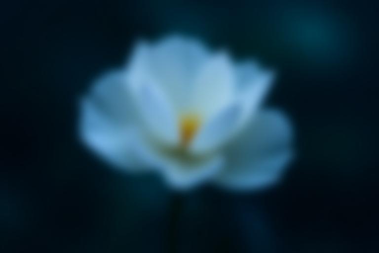夜の静寂の中で、月に照らされて優雅に咲く白い花。繊細な花びらと柔らかな光のコントラストが美しい。